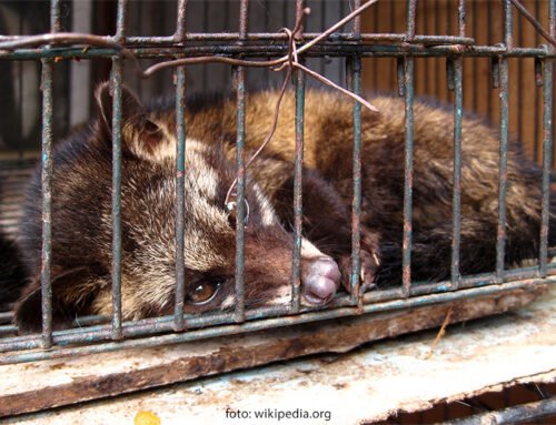 Say No to Kopi Luwak