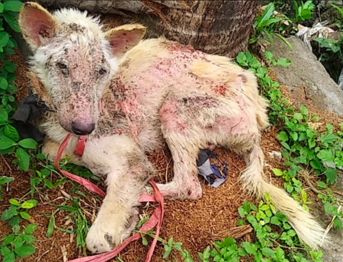 Rescue Anjing Bali